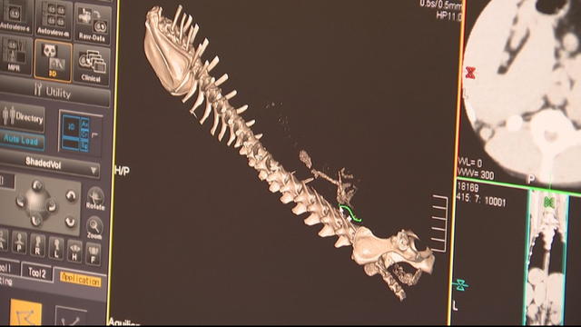 3d-spine-technology-dog.jpg 