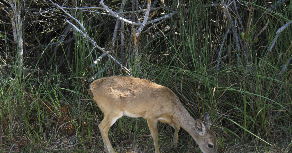 Key Deer Being Removed From Endangered Species List By Trump Administration  - CBS Miami