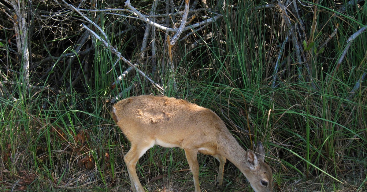 Weather adjust threatens habitat of Crucial Deer, other indigenous species Weather adjust threatens habitat of Crucial Deer, other indigenous species
