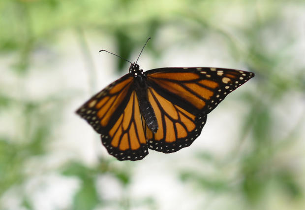 MEXICO-MONARCH-BUTTERFLY 