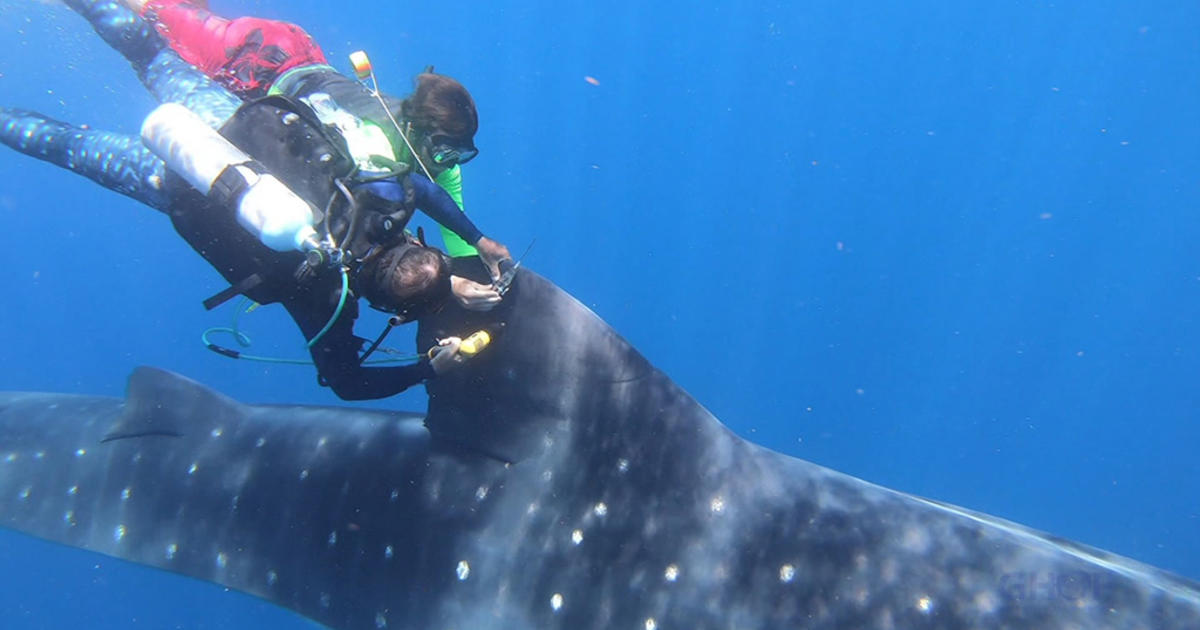 Scientists At NSU's Guy Harvey Ocean Foundation Use Tracking Tags To Learn  More About Whale Sharks - CBS Miami