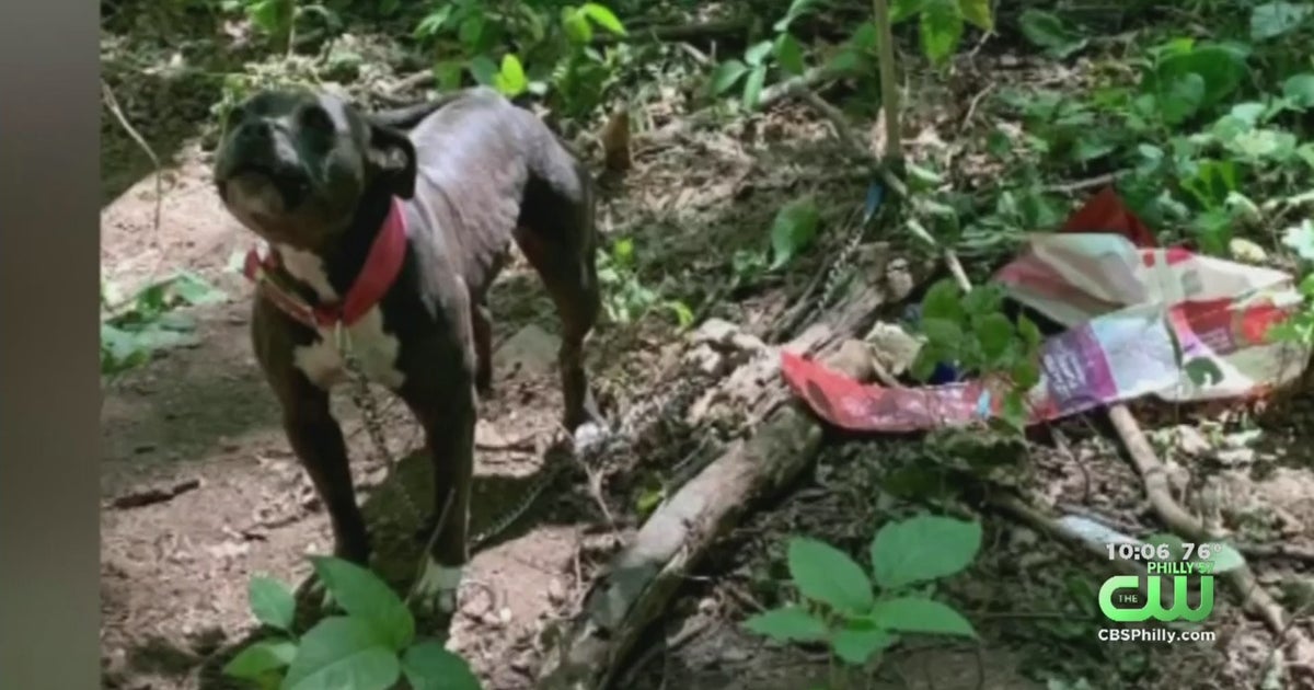 Dog Found Tethered To Tree In Coatesville, Police Say - CBS Philadelphia