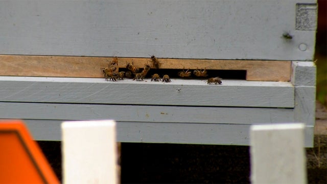 Southport_Corridor_Bees_0814.jpg 