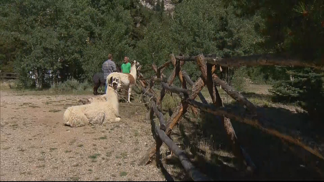 LEADVILLE LLAMAS 6PKG.transfer_frame_1154 