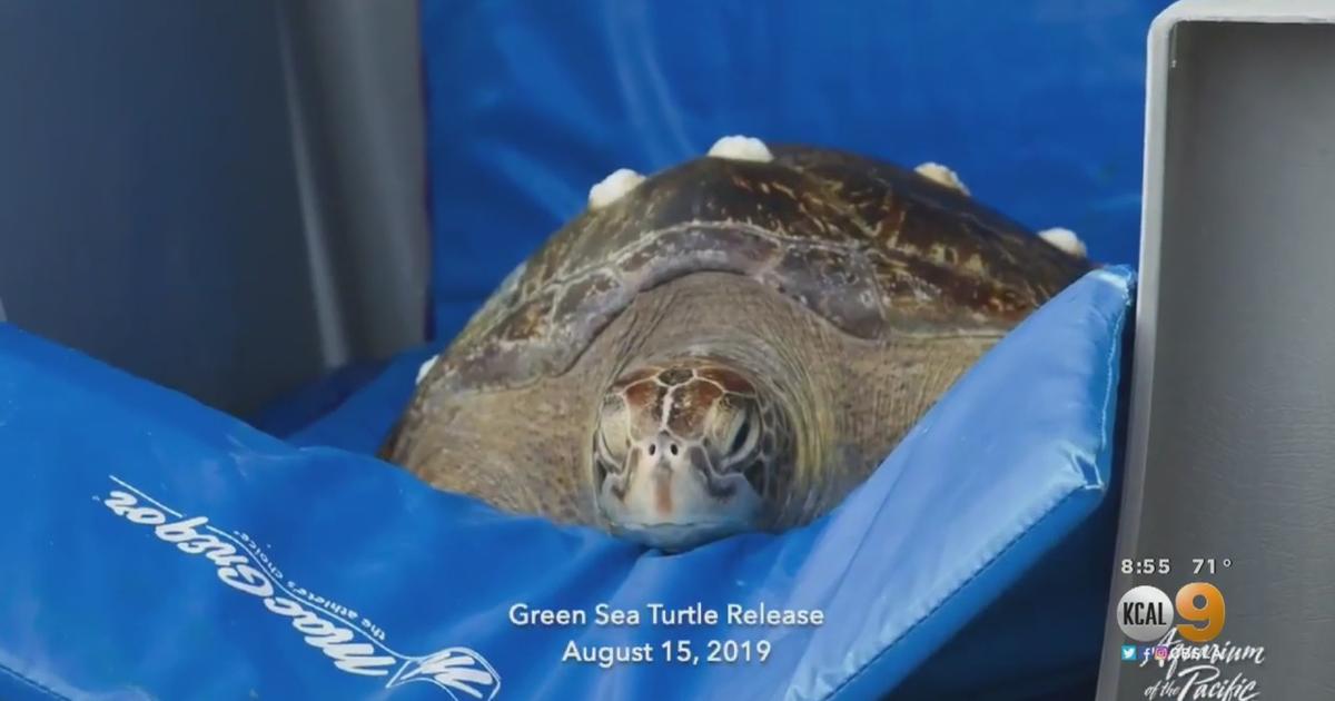 Sea Turtle Rescued From Power Plant Intake Site Released After Being ...