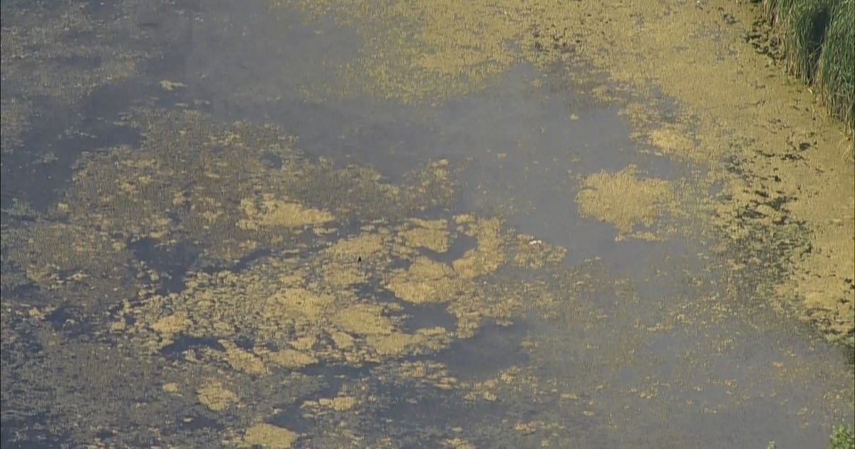 Westminster Issues Warning About Potentially Dangerous Algae In Faversham Lake CBS Colorado