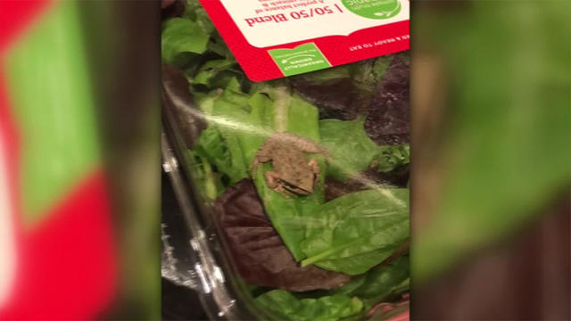 frog-in-salad.jpg 