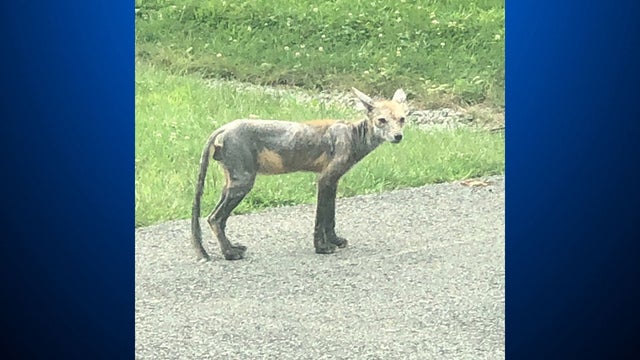 whitehall-coyote-mange.jpg 