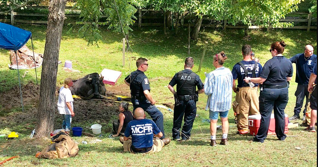 Crew Frees 2,000-Pound Steer Stuck In Mud On Maryland Farm - CBS Baltimore