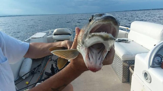 twomouthlaketrout.jpg 