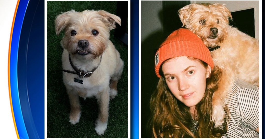 Theo's Back: Dog Reunited With Owner After Being Stolen Off Brooklyn ...