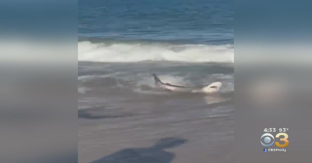 Rehoboth Beach Lifeguards Criticized For Throwing Dying Shark Into ...