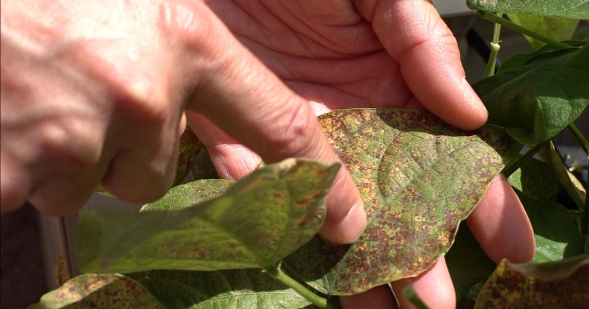 NCAR Research Shows Denver Metro Area Ozone Can Be Damaging To Plants