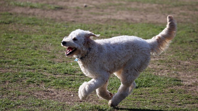 goldendoodle-2.jpg 