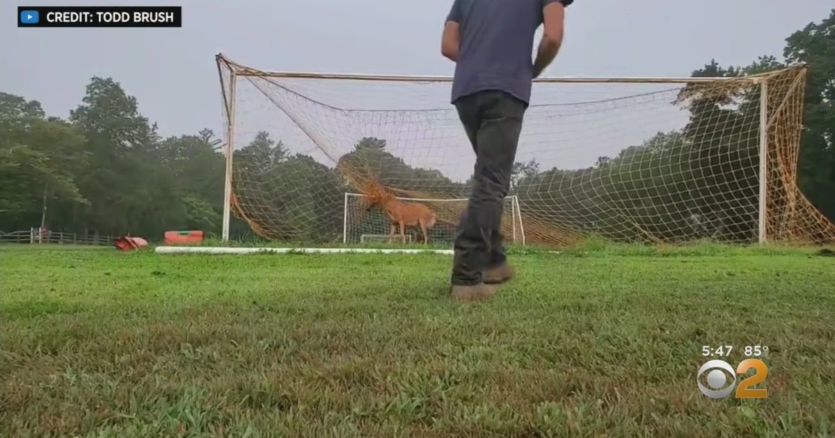 Caught On Video: Long Island Driver Rushes To Save Deer Trapped In ...