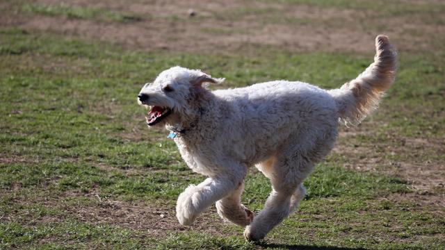 goldendoodle.jpg 