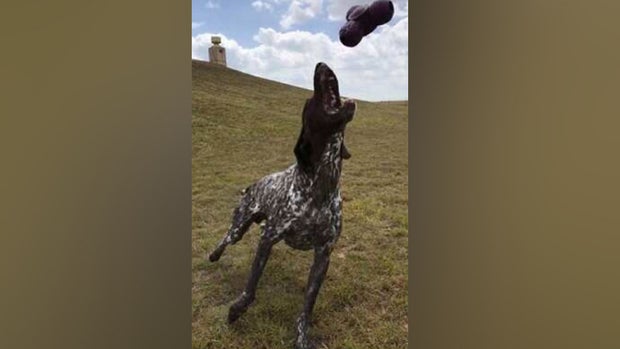 Muk the Austin TSA dog 