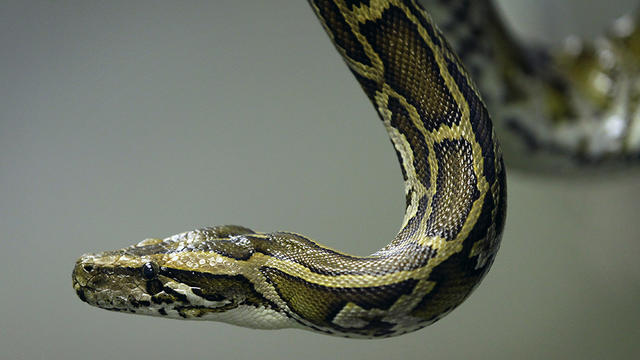 burmese-python-generic.jpg 