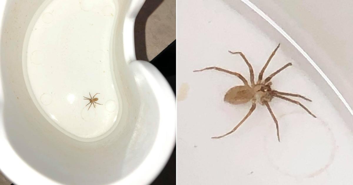 Venomous Brown Recluse Spider Pulled From Missouri Womans Ear Good Day Sacramento