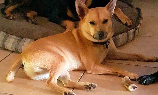 Bobby (Hoodline Do Not Use) 