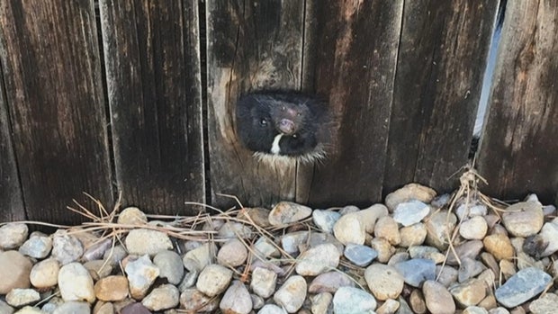 CO_ FIRESTONE SKUNK_frame_0 