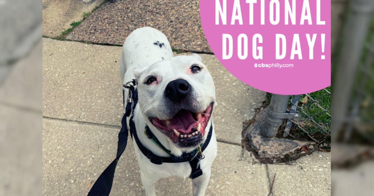 Morris Animal Refuge Celebrating National Dog Day With Adoption Event ...