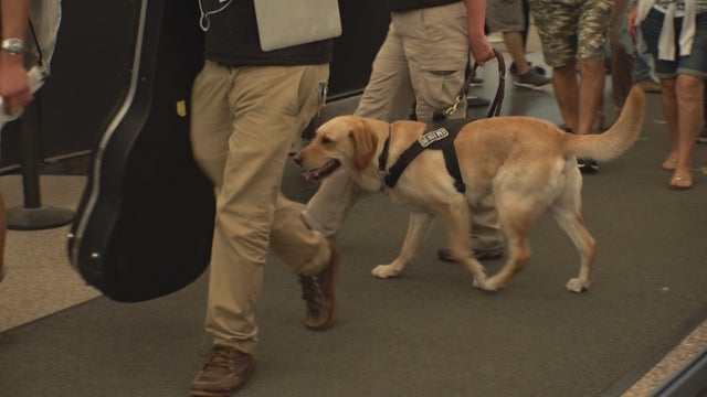 BOMB-SNIFFING-DOGS-PKG_frame_750.jpg 