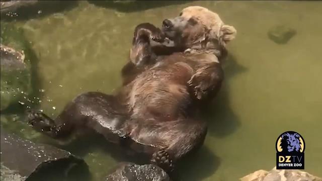 bear-splashing-at-zoo.jpg 