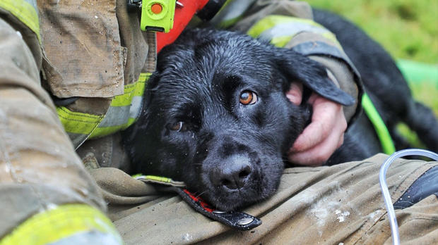 puppy-fire-saved 