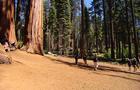 0827-ctm-sequoiapark-vigliotti-1920933-640x360.jpg 
