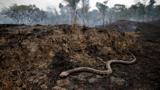 Snake is seen while a tract of Amazon jungle after a fire while as it is being cleared by loggers and farmers in Porto Velho 