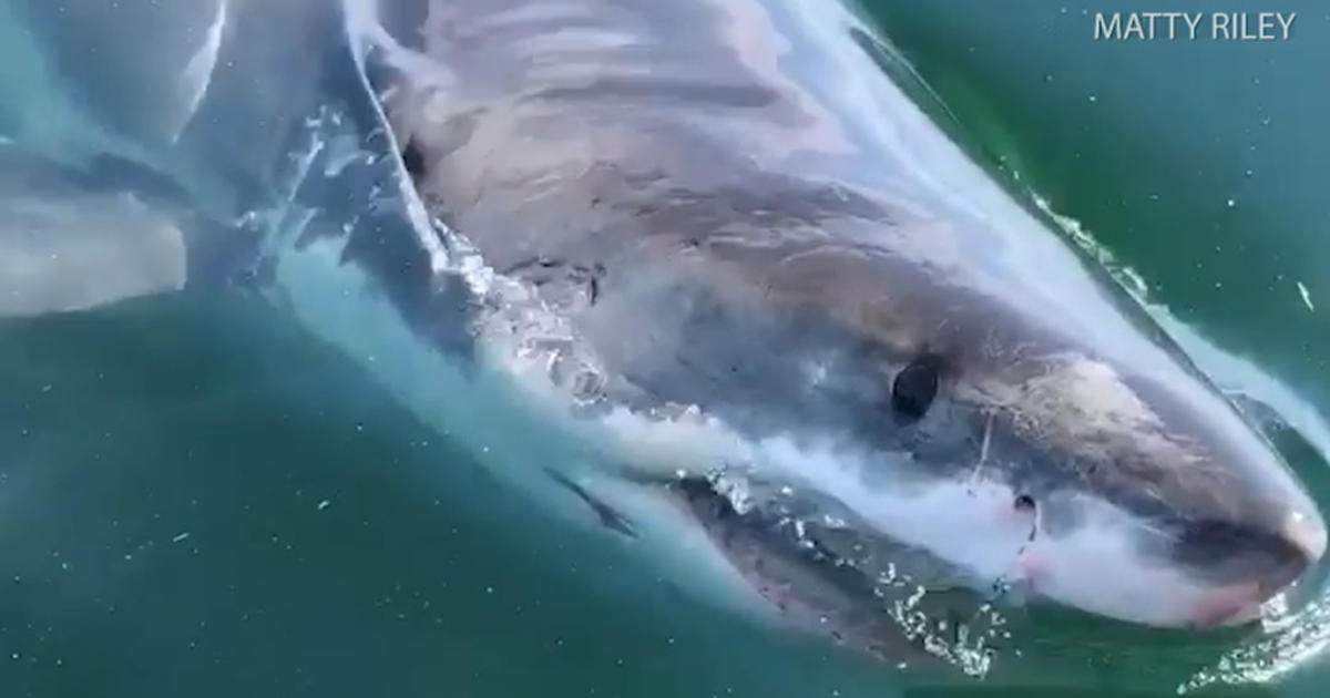 VIDEO: Great White Shark Bumps Boat In Cape Cod Bay - CBS Boston