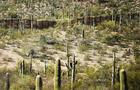 Organ Pipe Cactus National Monument 