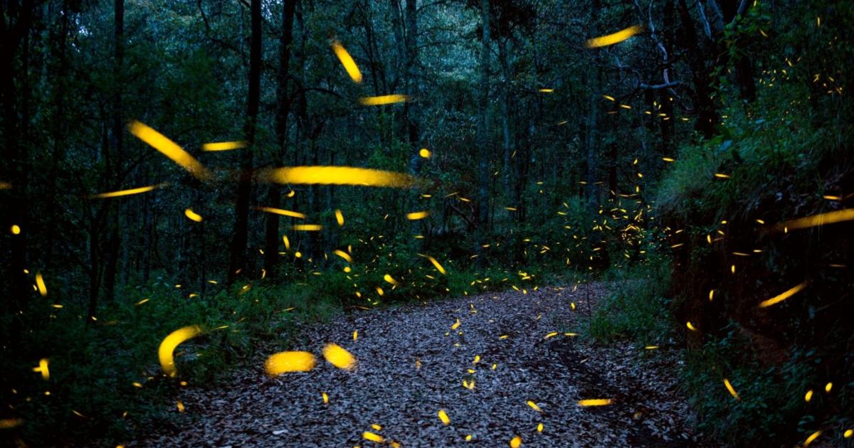 Rare Synchronous Fireflies Discovered On Grandfather Mountain CBS