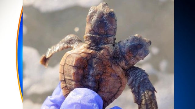 Two-headed-turtle.jpg 