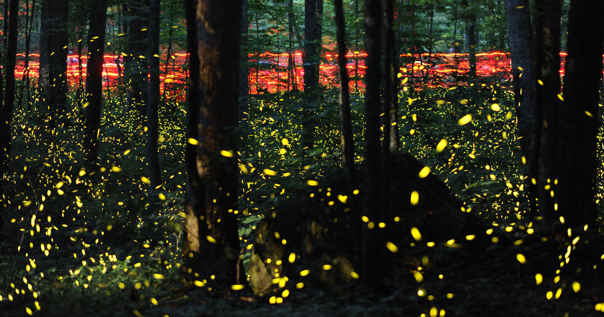 Synchronous fireflies Special fireflies on Grandfather Mountain in