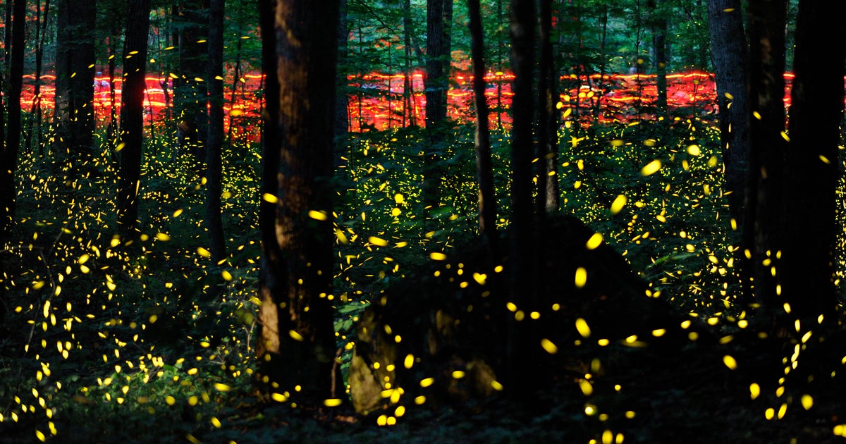 Synchronous fireflies: Special fireflies on Grandfather Mountain in Great  Smoky Mountains National Park put on synchronized light show in North  Carolina, Tennessee - CBS News
