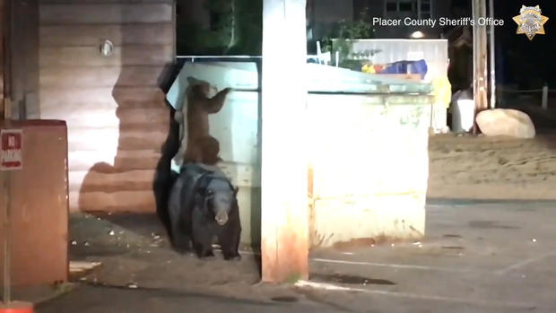 The trapped bear cub\'s family was pacing around the dumpster. (Credit: Placer County Sheriff\'s Office) 