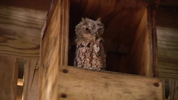 South Florida Wildlife Center Owl 