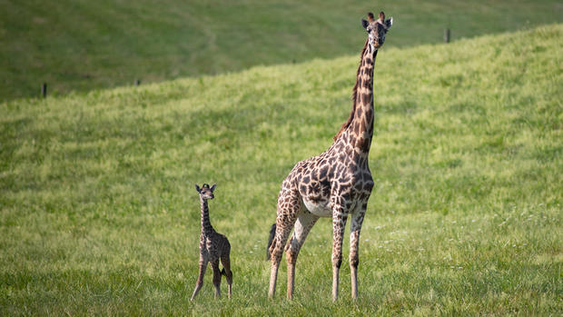 the wilds baby masai giraffe 