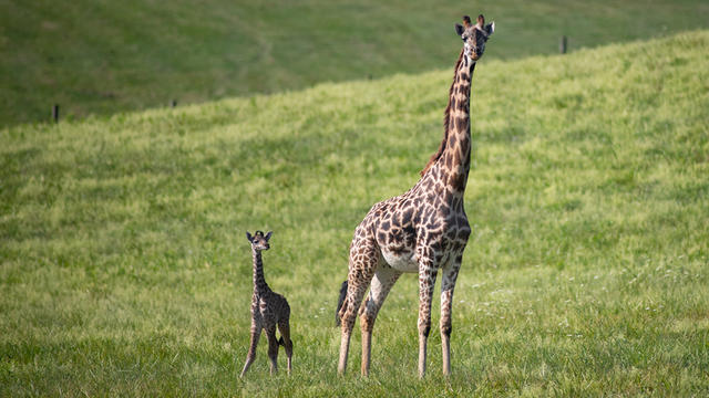 the-wilds-baby-masai-giraffe.jpg 