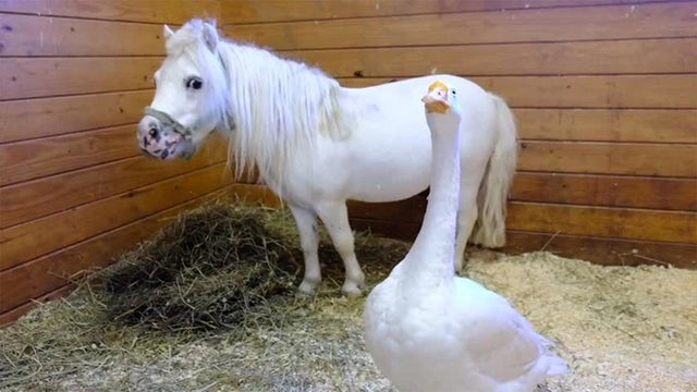 waffles-miniature-horse-hemingway-goose.jpg 
