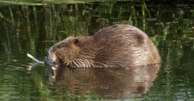 Nature: Beavers