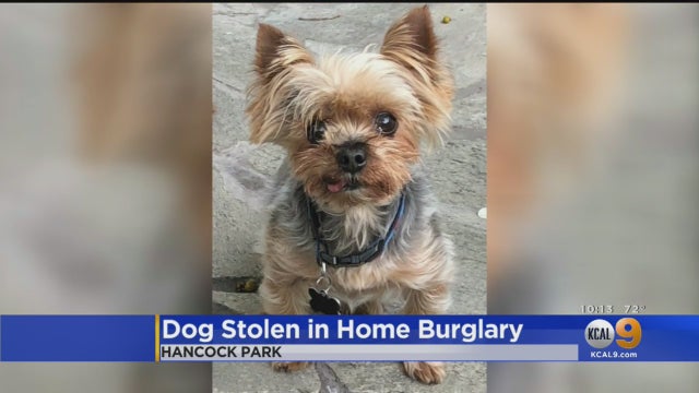 Henry-Stolen-Dog.jpg 