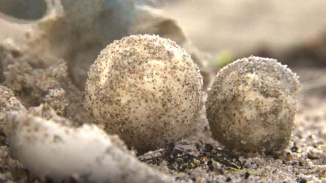 Sea-Turtle-Eggs.jpg 
