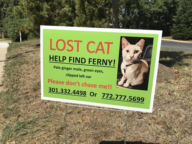 Missing support cat 