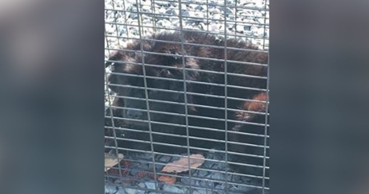 Deputies Rescue Dog In Cage Abandoned In Stockton - CBS Sacramento