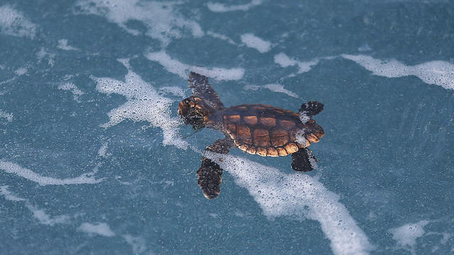 Loggerhead-Sea-Turtle.jpg 