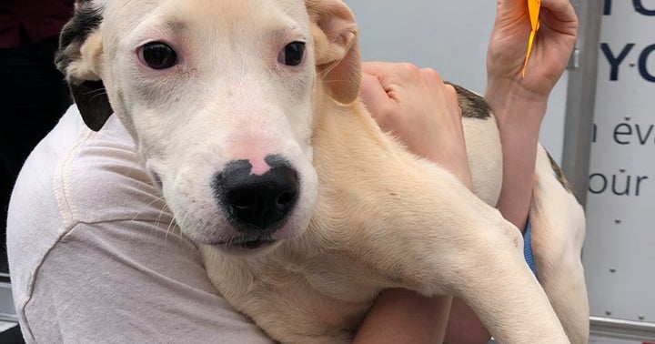 Dozens Of Dogs And Cats Rescued From Hurricane Dorian Arrive In Chicago ...