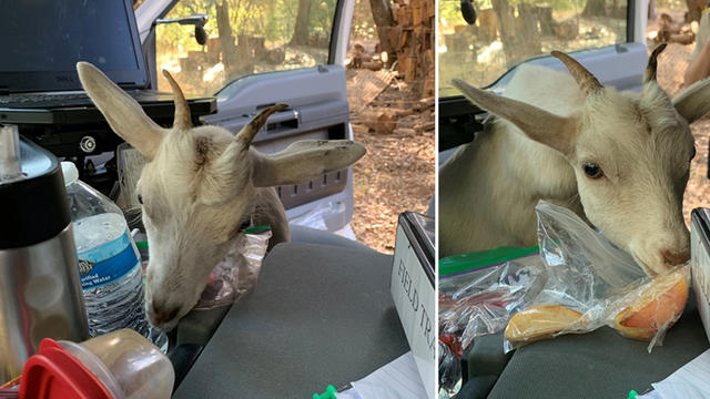 kid-eats-animal-control-officers-snacks.jpg 